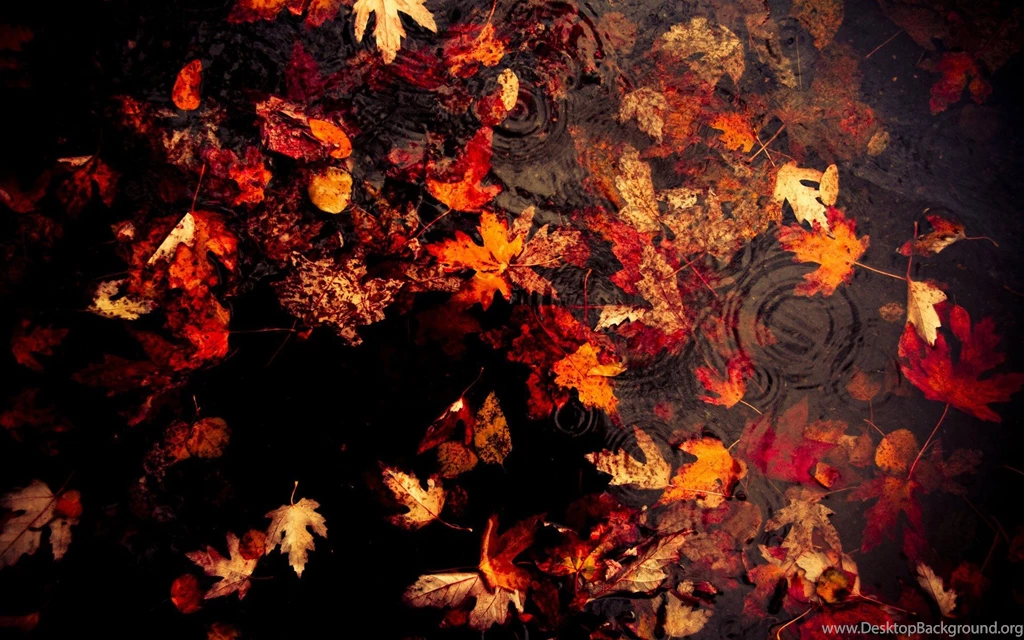 Water, Autumn, Leaves, Fallen Leaves :: Wallpapers