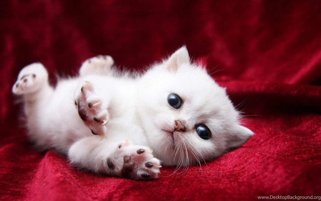 White Cats Are Beautiful (30 Photos)
