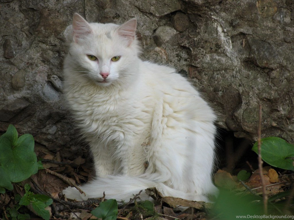 White Cat Wallpapers 4841