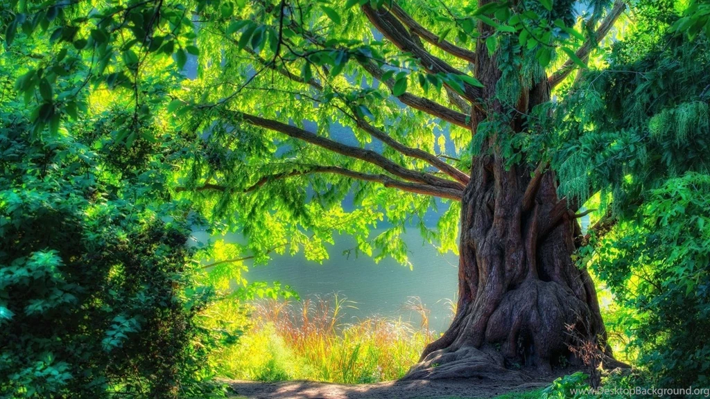 Tree Of Life