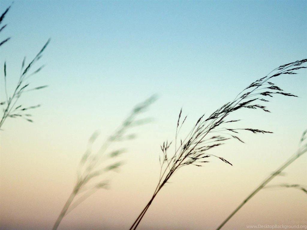 Straw Sky Plant Nature Landscape Wallpapers   1600x1200 Wallpapers ...