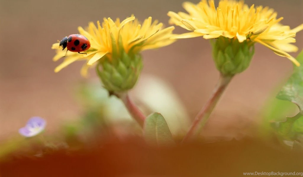 Android Tablet Wallpapers R3I Savewallpaper.com