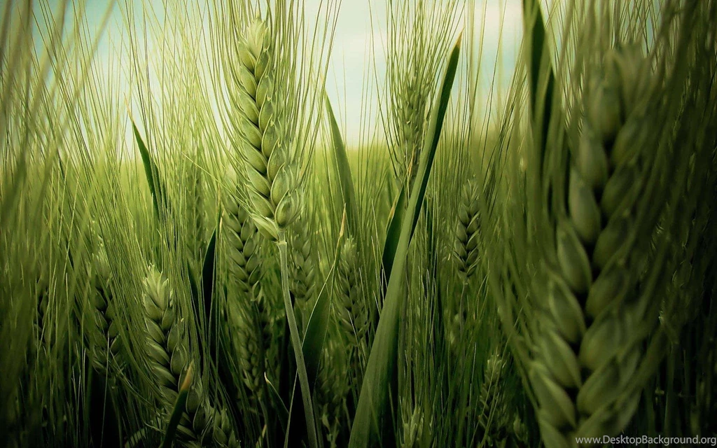 Life Wallpapers