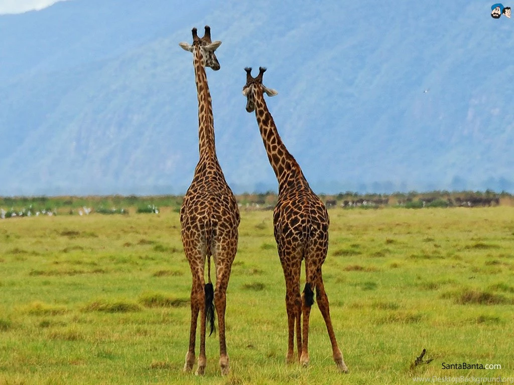Giraffes Wallpapers