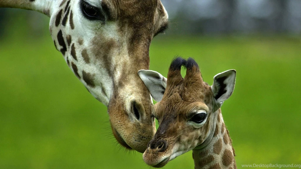Baby Giraffe Wallpapers 221286
