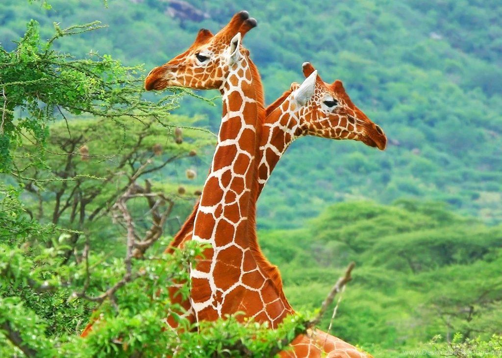 Beautiful Animal Giraffes Wallpapers Collection SA Wallpapers