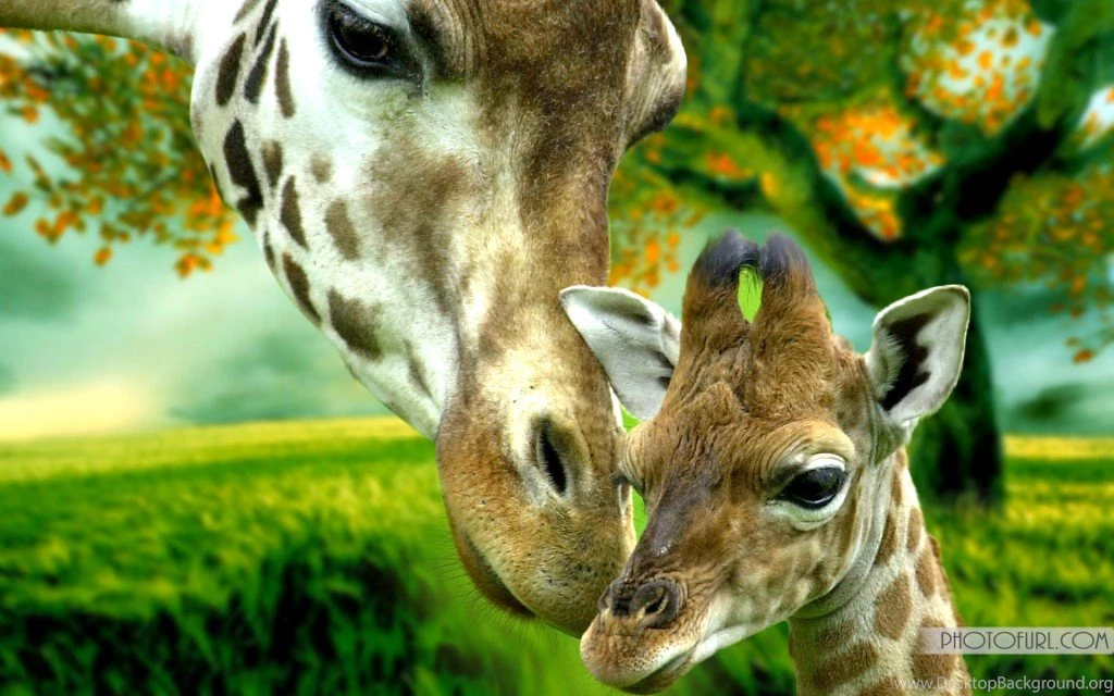 Free National Geographic Animal Wallpapers Tiger, Giraffe, Peacock ...