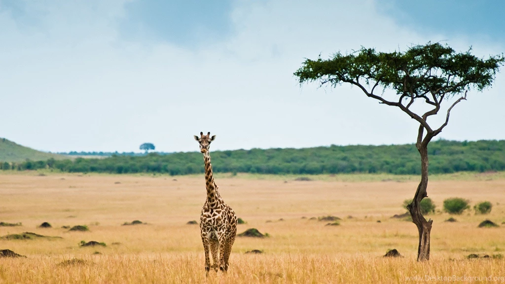 Animals Lonely Giraffes Wallpapers