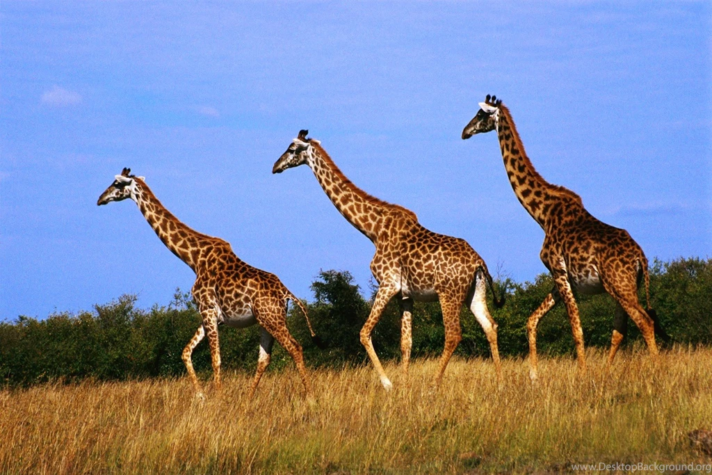 All New Wallpapers : Animal Wallpapers   Three The Giraffe