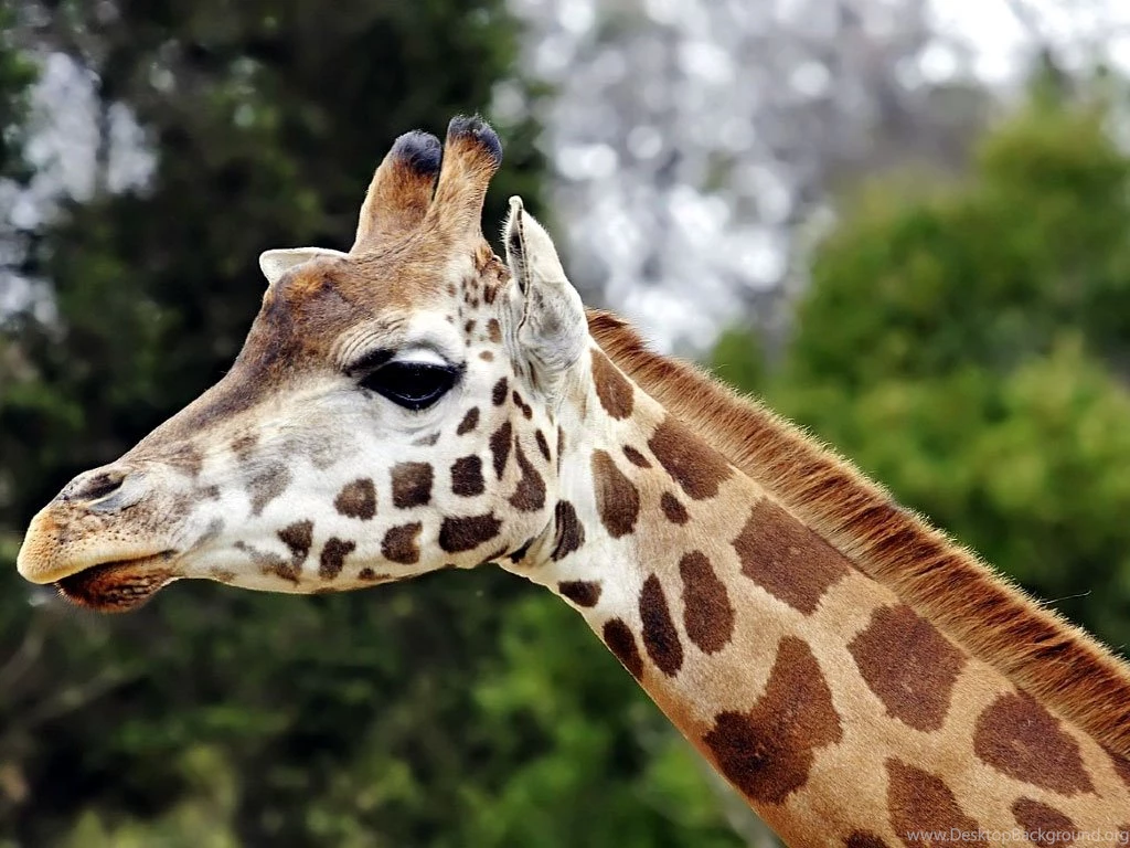 Giraffe Wallpapers   African Giraffe Wallpapers