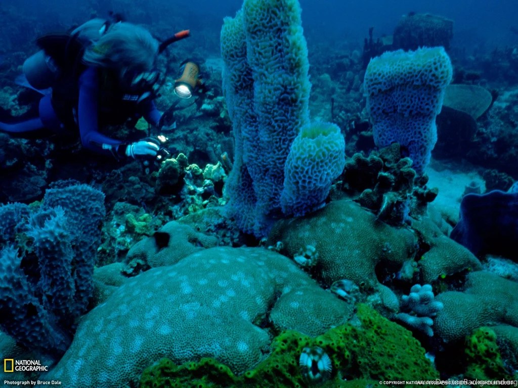 Dominica Island, Caribbean Sea, Diver In Coral Garden, Photo Of ...