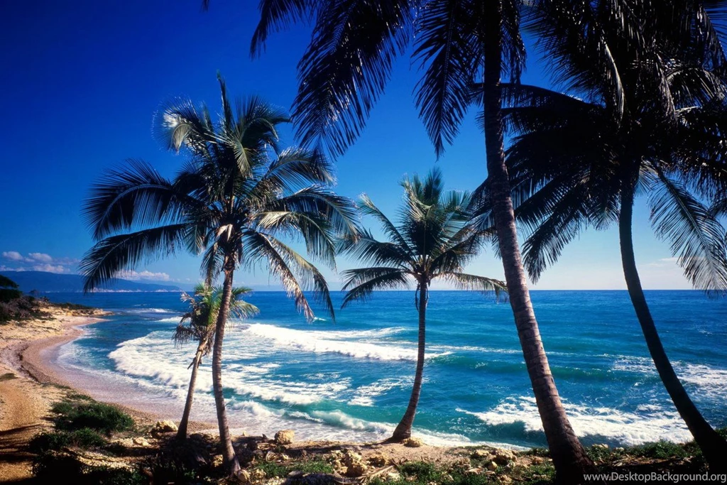 Caribbean Palms Picture, Caribbean Palms Photo, Caribbean Palms ...