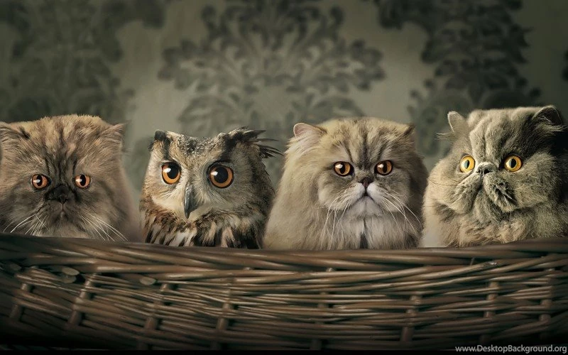 A Strange Family Wallpapers Free Desktop Backgrounds And Wallpapers