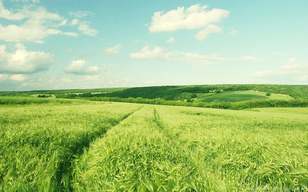 1920x1200 Beautiful Green Field Desktop PC And Mac Wallpapers