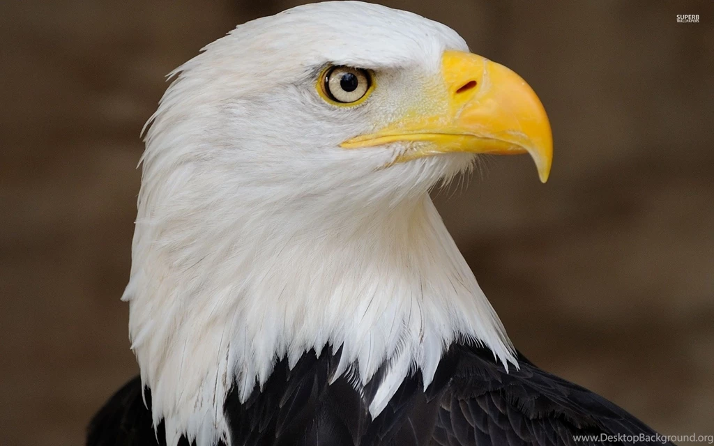Bald Eagle Wallpapers Animal Wallpapers