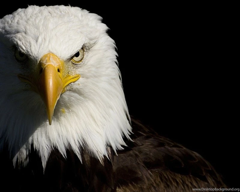 Bald Eagle Wallpaper.