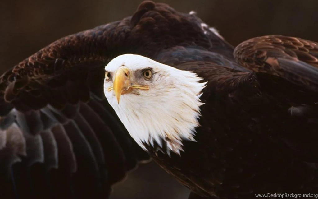 Jestingstock.com American Bald Eagle Wallpapers