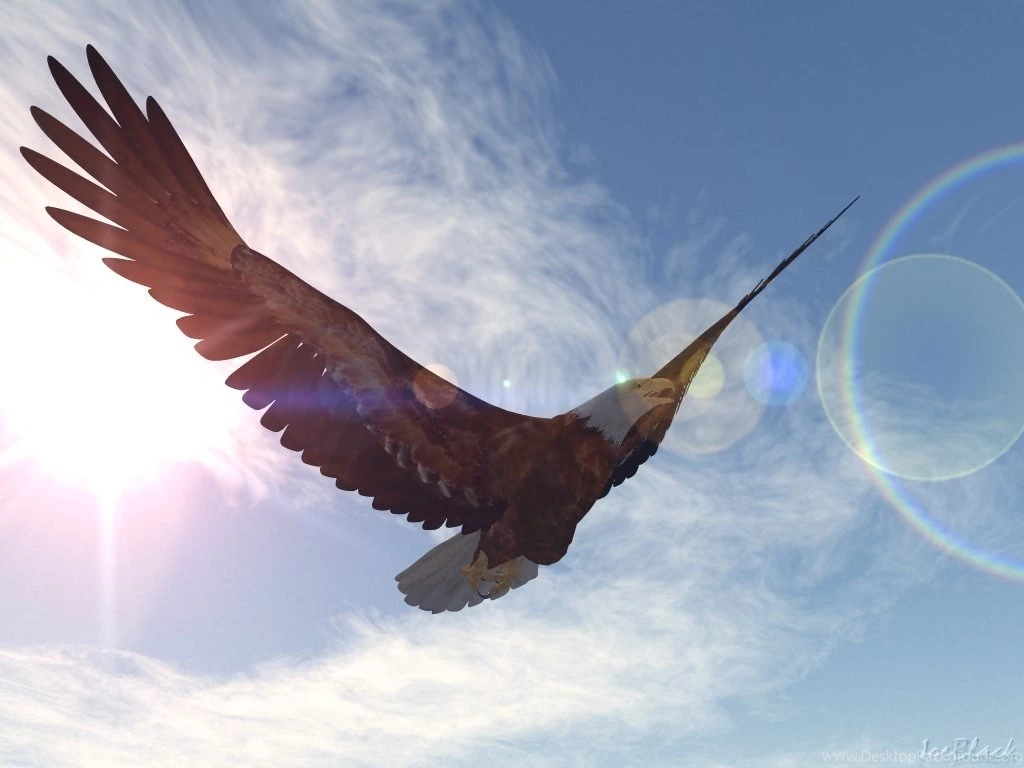 Bald Eagle Wallpapers