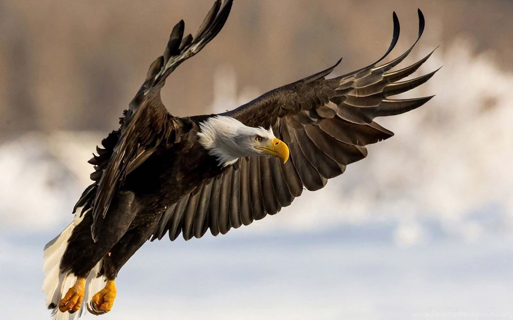 Bald Eagle Desktop Wallpapers