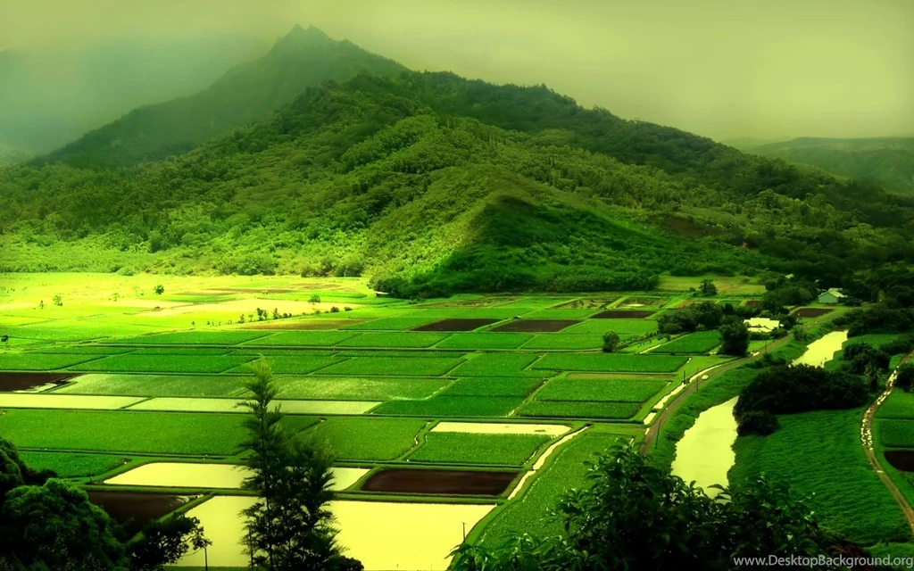 Green Fields Widescreen Wallpapers