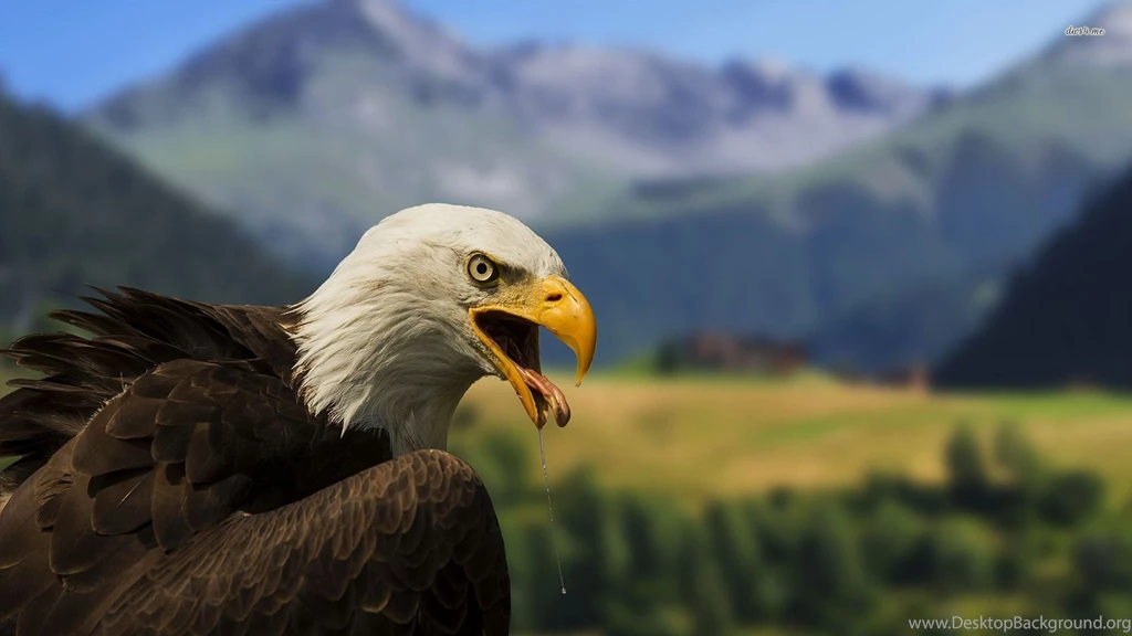 High Definition Eagle Wallpapers For Free Download