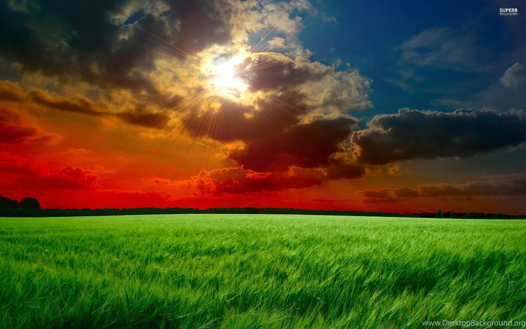 Green Field : Desktop And Mobile Wallpapers : Wallippo