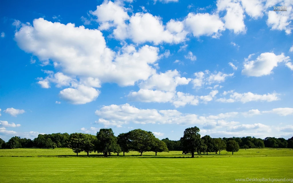 Trees On The Green Field Wallpapers   Nature Wallpapers
