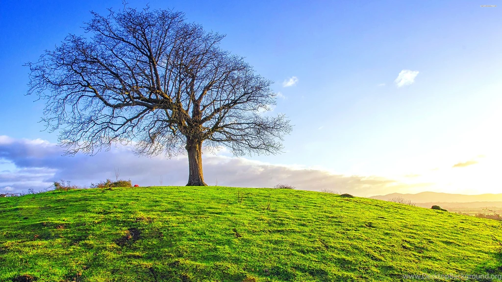 Single Tree On The Green Field Wallpapers