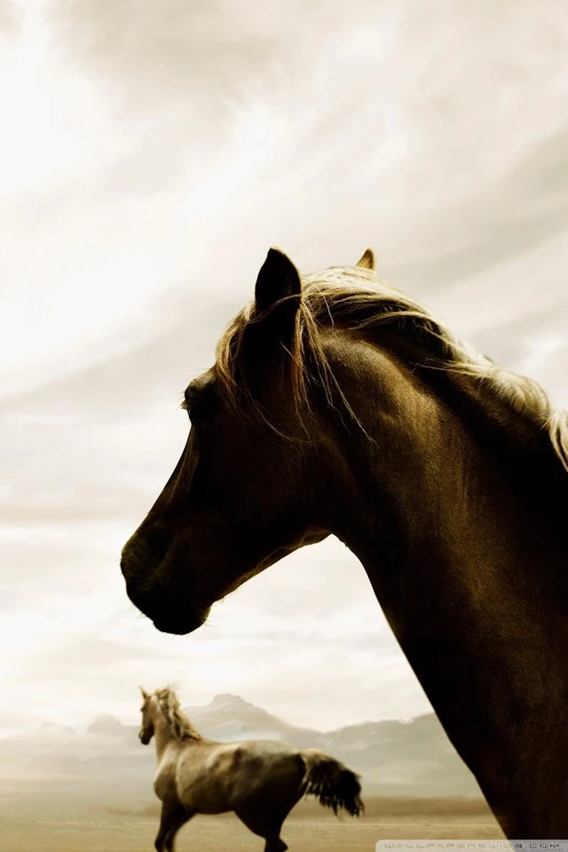 Horse HD Desktop Wallpapers : Widescreen : High Definition ...