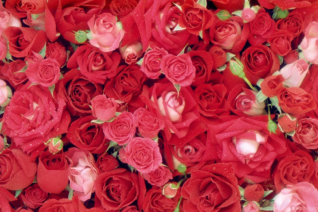 Roses Wallpapers HD Resolution