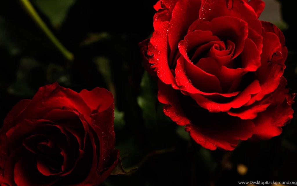 Wet Roses Wallpapers