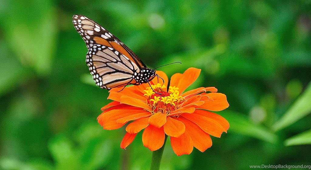 Santa Banta Wallpapers Hd Nature