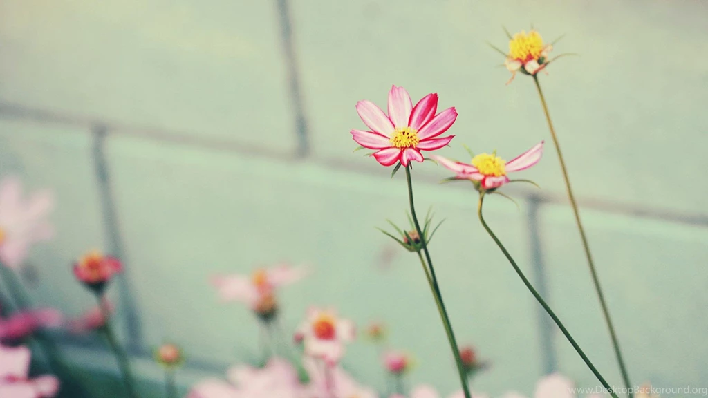 Tumblr Wallpapers 15A