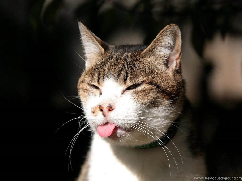 Wallpapers: Funny Pets Wallpapers
