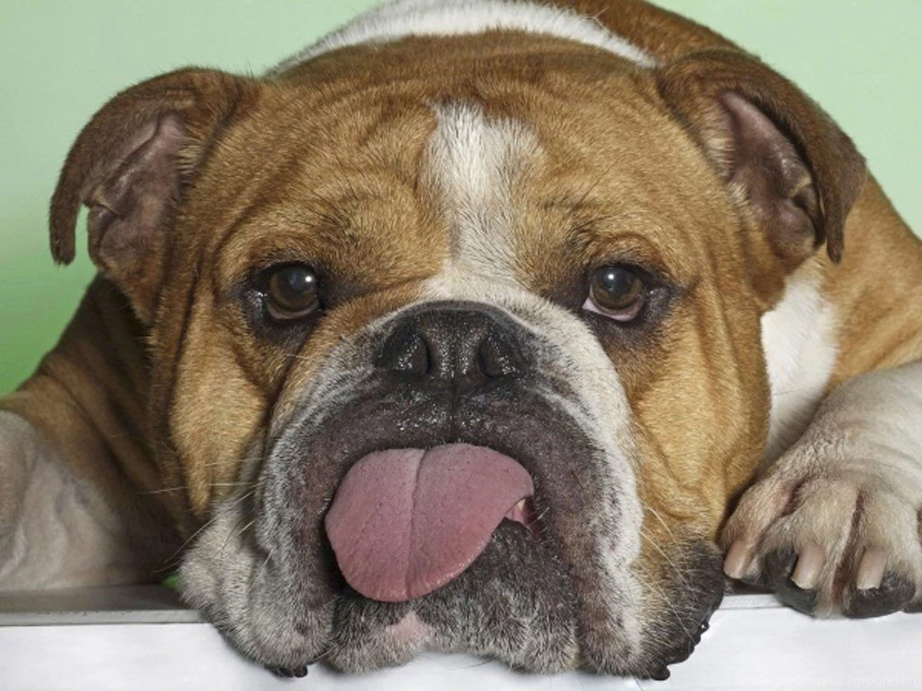 Dogs: Think Funny Tongue Silly Dog Best Wallpapers For HD 16:9 ...