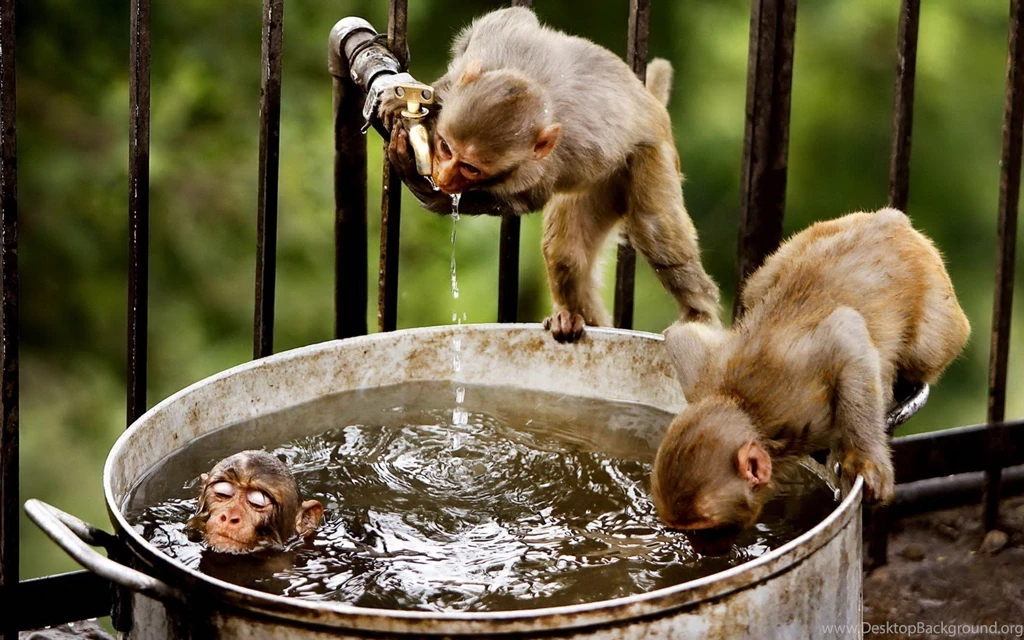 Funny Monkeys In A Bucket Silly Wallpapers