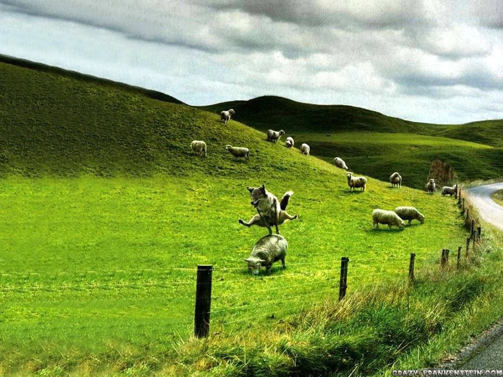 Funny Animal Wallpapers Page 5 Crazy Frankenstein