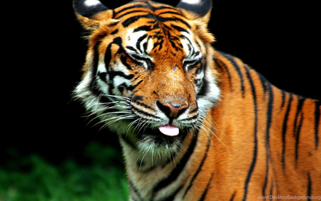 Animals Closed Eyes Feline Orange Silly Wallpapers (