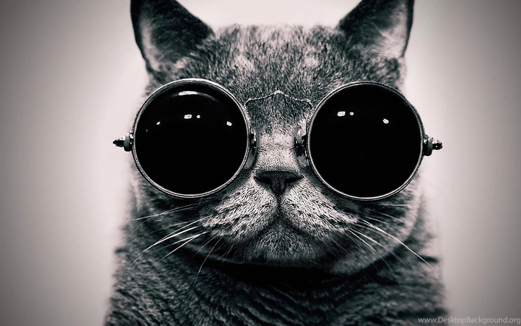 Funny Cat Desktop Wallpapers Wallpapers Cave