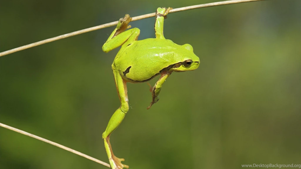 Free Funny Backgrounds For Computer Wallpapers HD 1920x1080