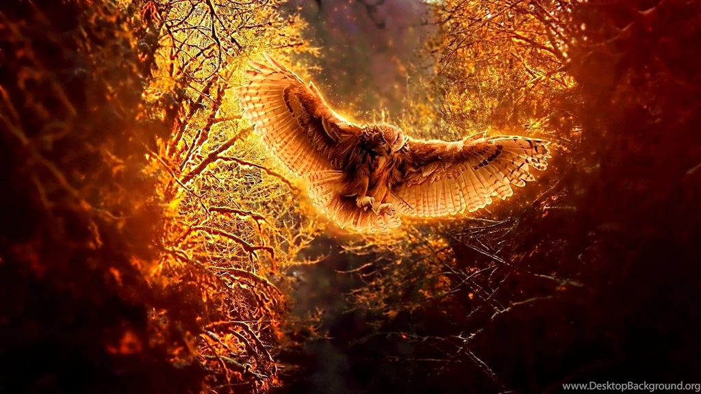 545 Owl HD Wallpapers