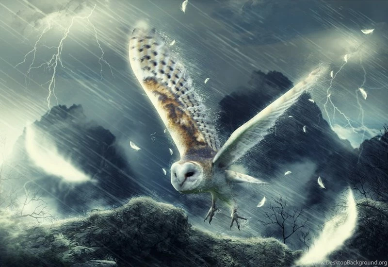 Beautiful Cool Finches – Animals Birds HD Desktop Wallpapers