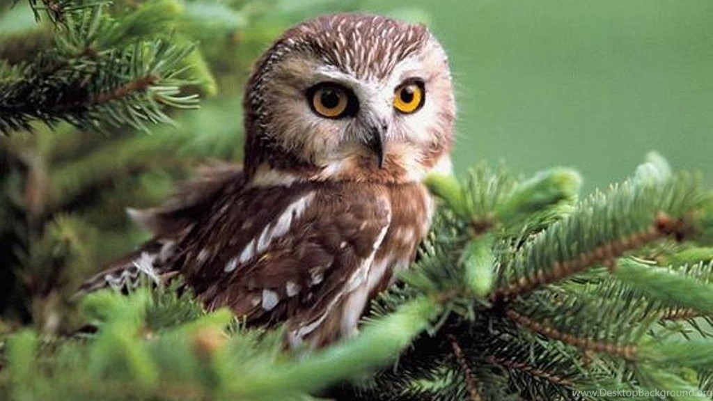 Owl Baby Wallpapers