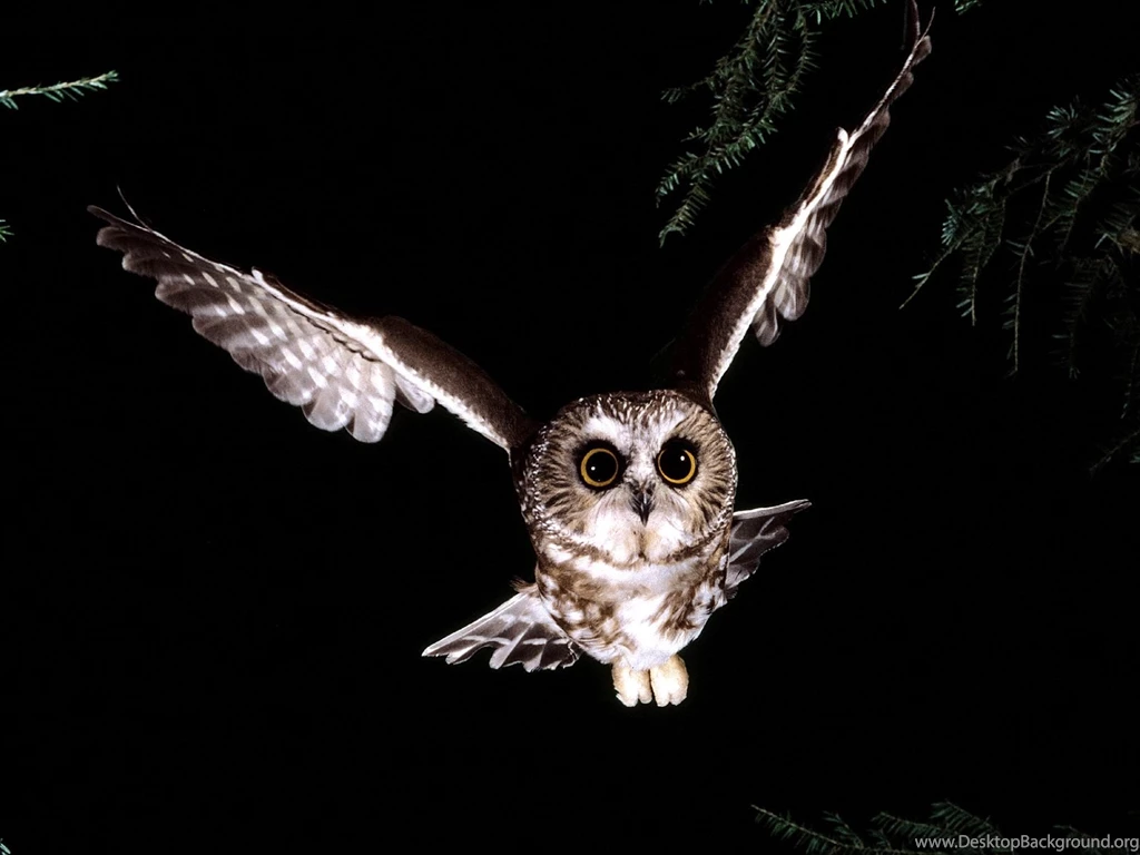 New Collection Of Free Animal Wallpapers 2013