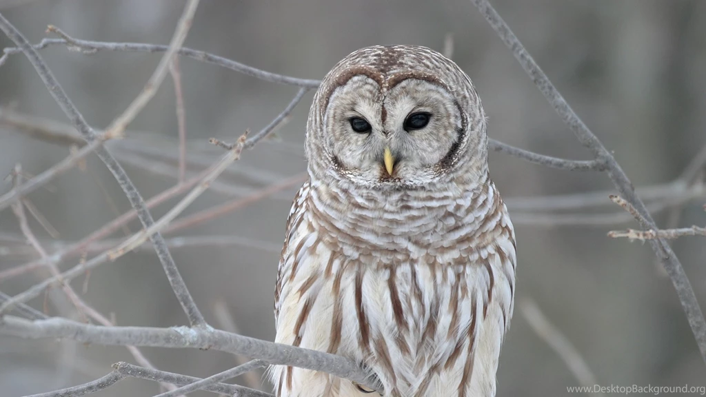 Cute Owl Wallpapers 342298