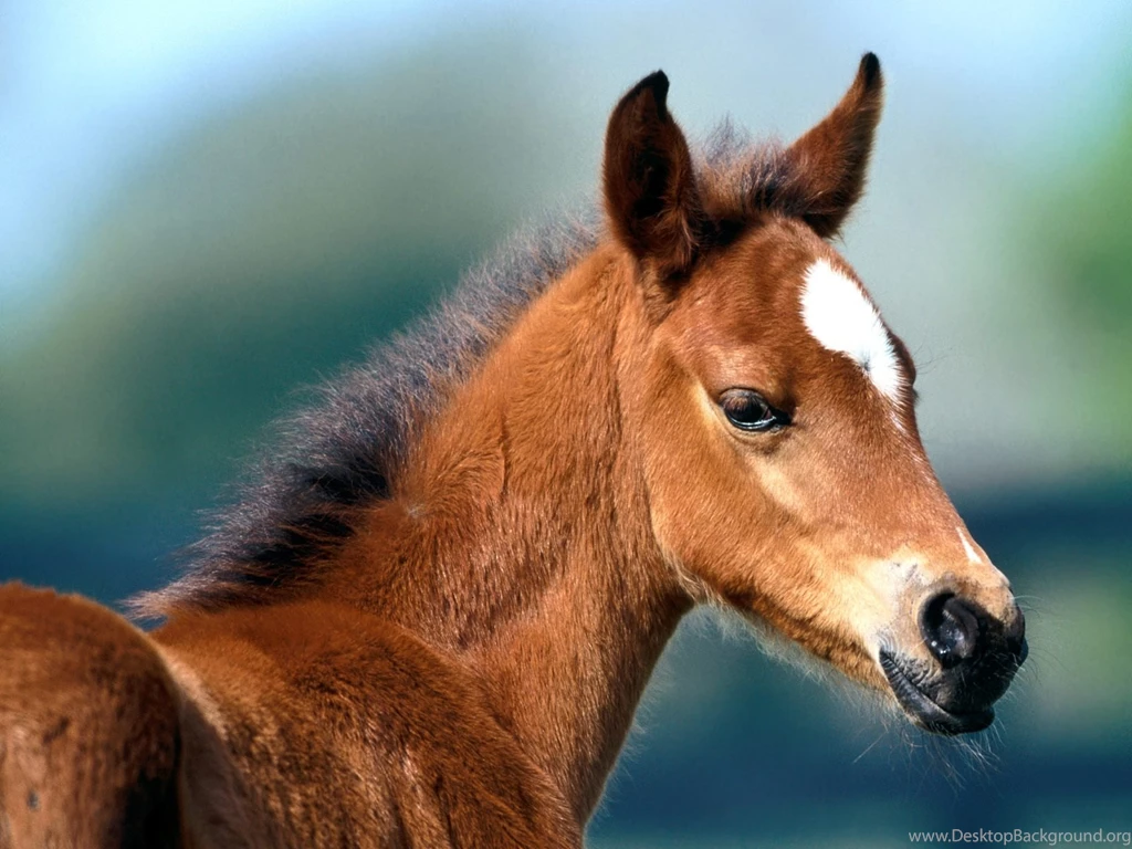 Free Wallpapers Fuzzy Was He Arabian Foal