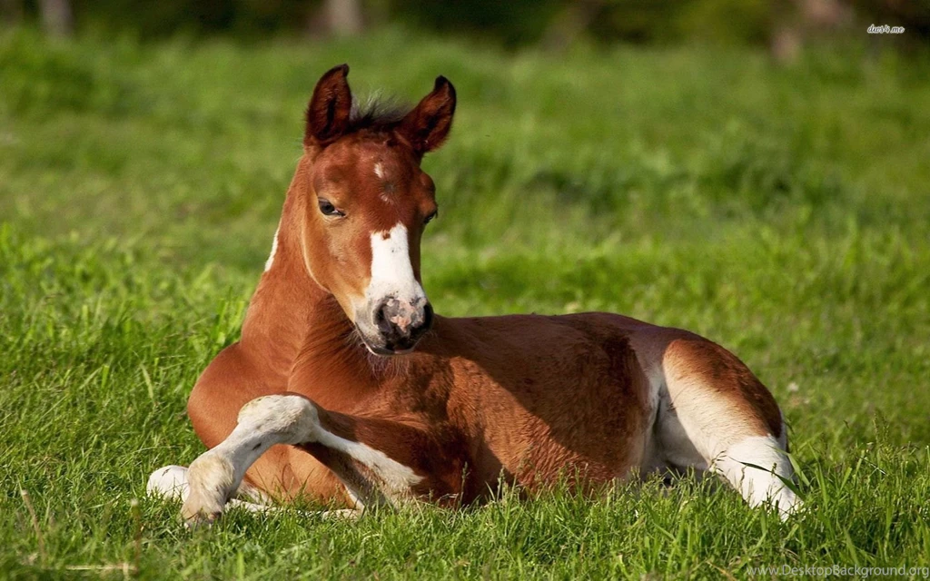 Foal On Grass Wallpapers Animal Wallpapers