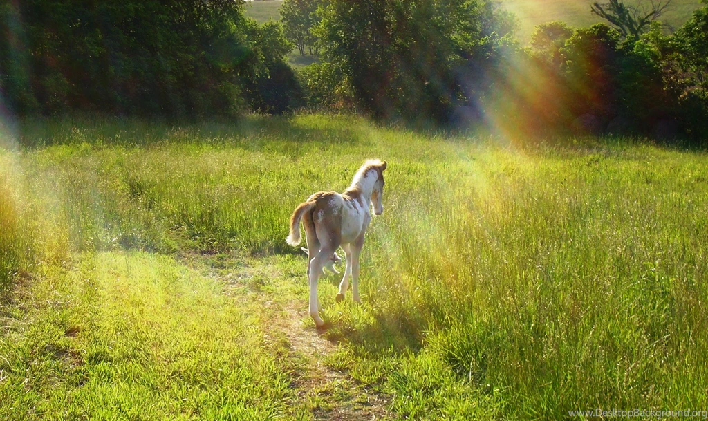 Justpict.com Horse And Foal Wallpapers