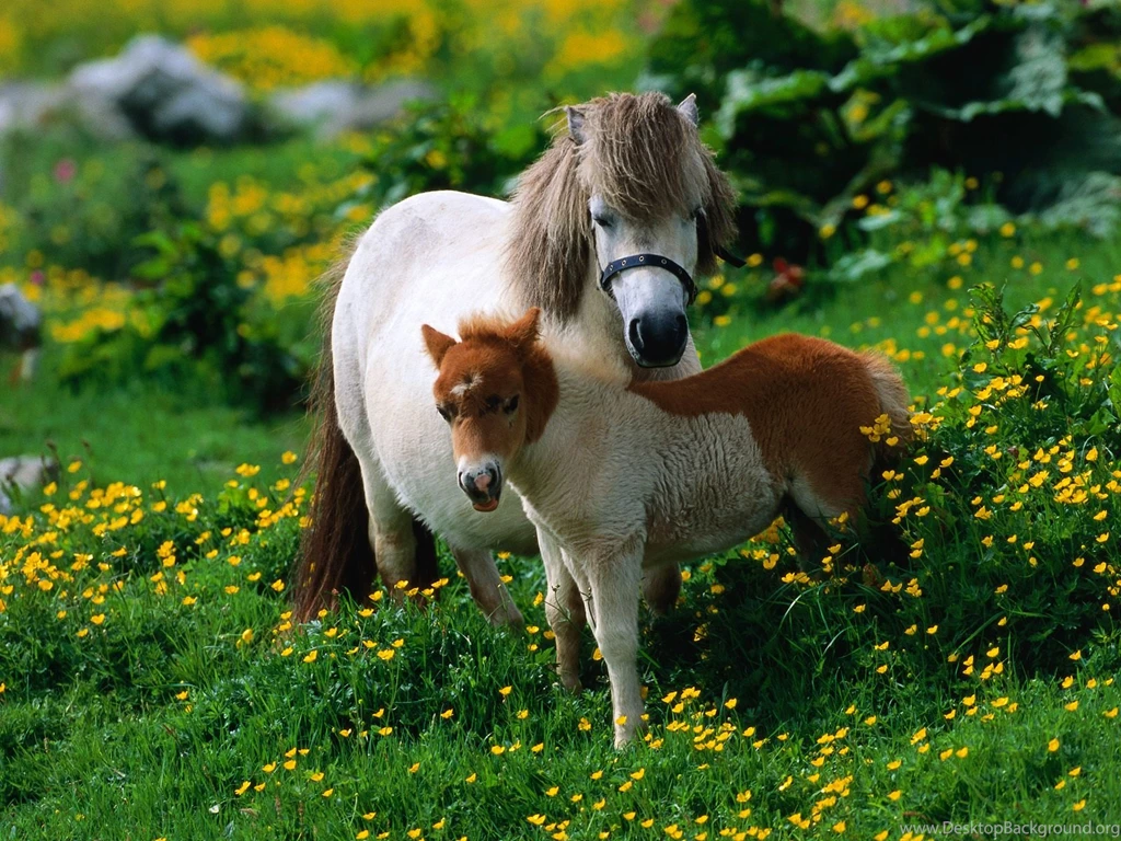 Free Wallpapers Shetland Pony Horse With Foal