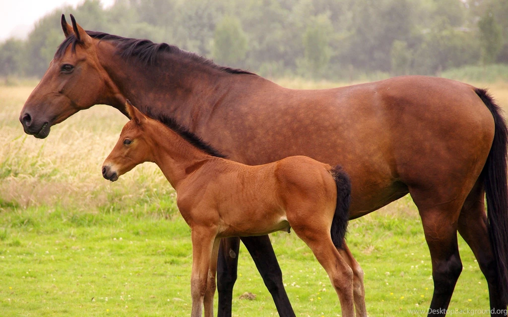 Horse And A Foal Wallpapers   Download Wallpapers Nature Free